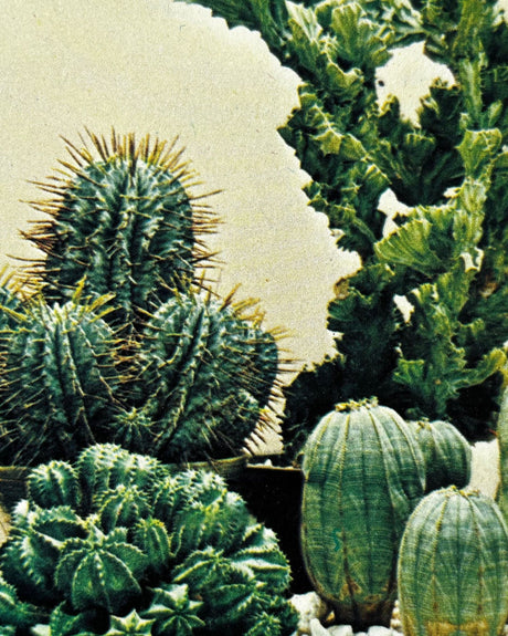 Cactus and Succulents