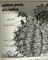 Cactus and Succulents