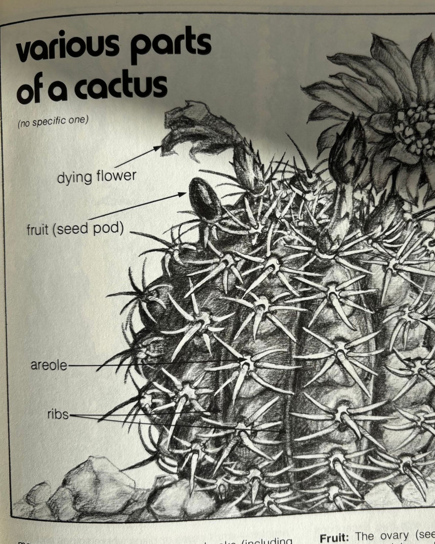 Cactus and Succulents
