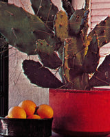 Cactus and Succulents