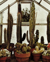 Cactus and Succulents
