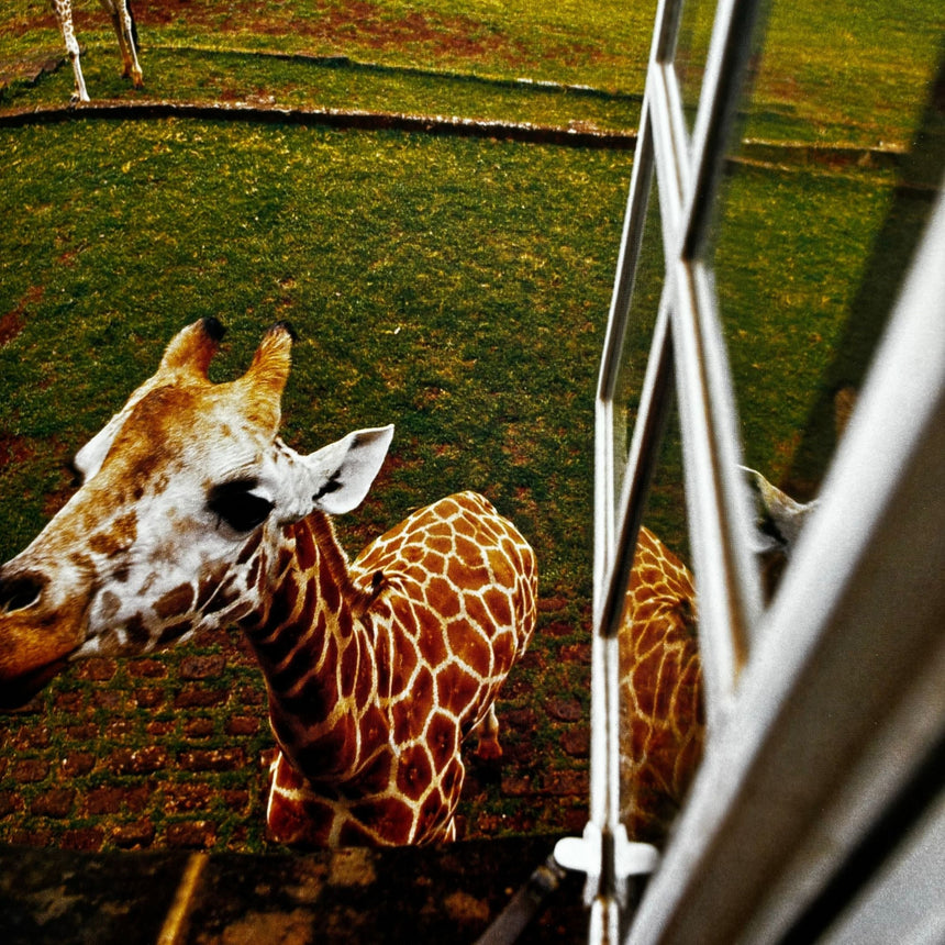 Pestil Books for vitruta Conde Nast Traveler - Room with a View 