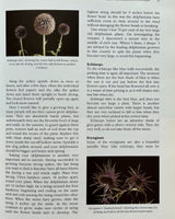 Pestil Books for vitruta Dried Fresh Flowers