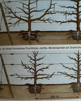Erfolgreich gärtnern: durch naturgemäßen Anbau