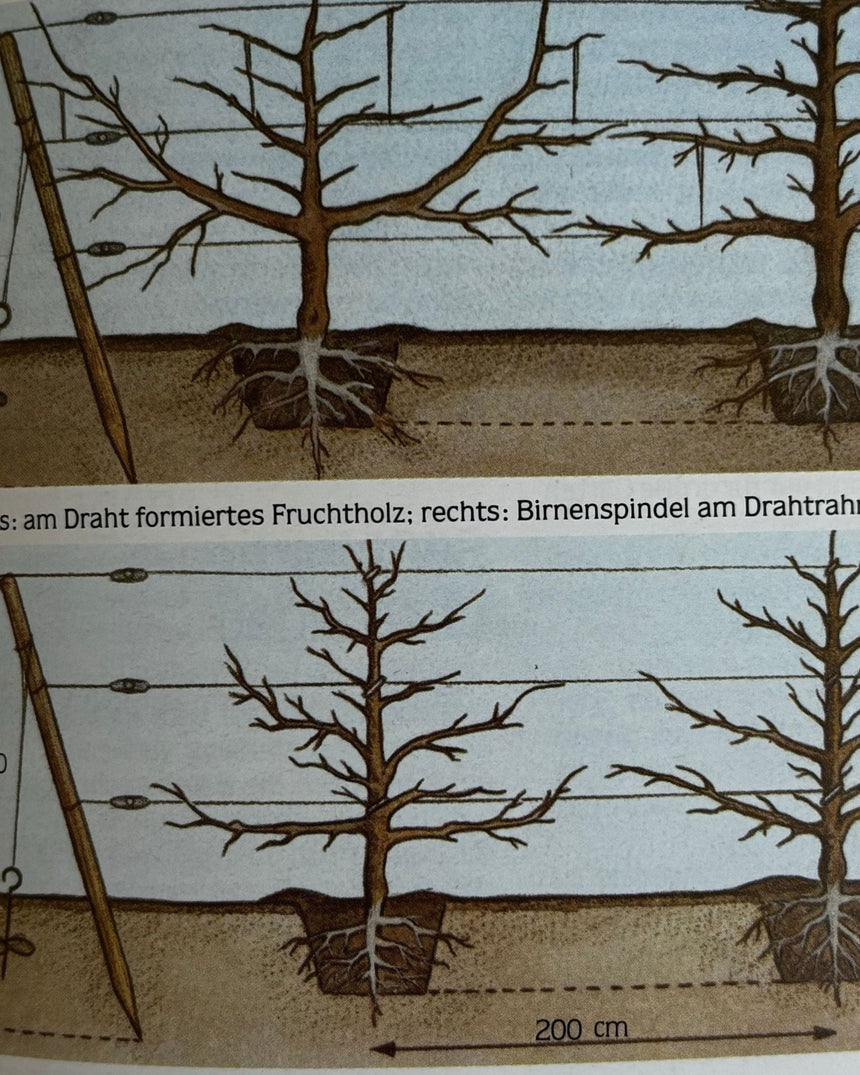 Erfolgreich gärtnern: durch naturgemäßen Anbau