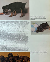 Everyones's Book of Puppies