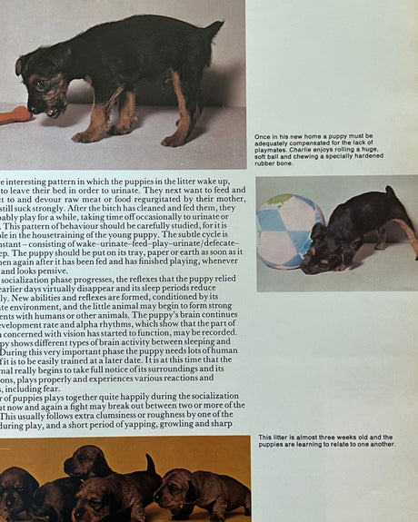 Everyones's Book of Puppies