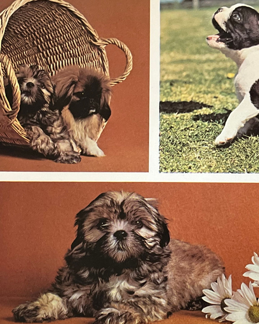 Everyones's Book of Puppies