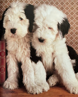 Everyones's Book of Puppies
