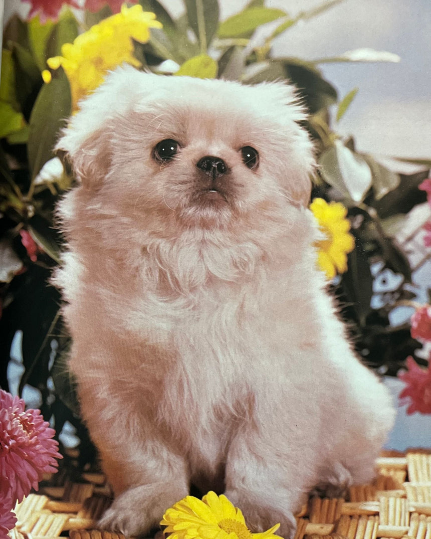 Everyones's Book of Puppies