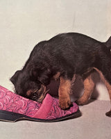 Everyones's Book of Puppies