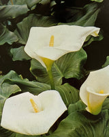 Les Plantes D'Appartement