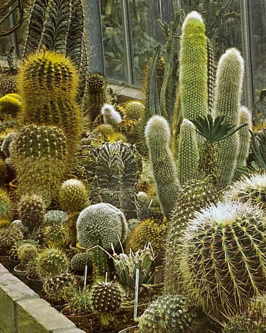 Les Plantes D'Appartement