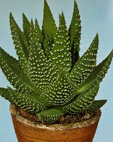 Les Plantes D'Appartement