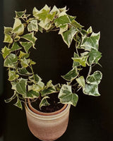 Les Plantes D'Appartement