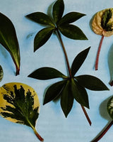 Les Plantes D'Appartement