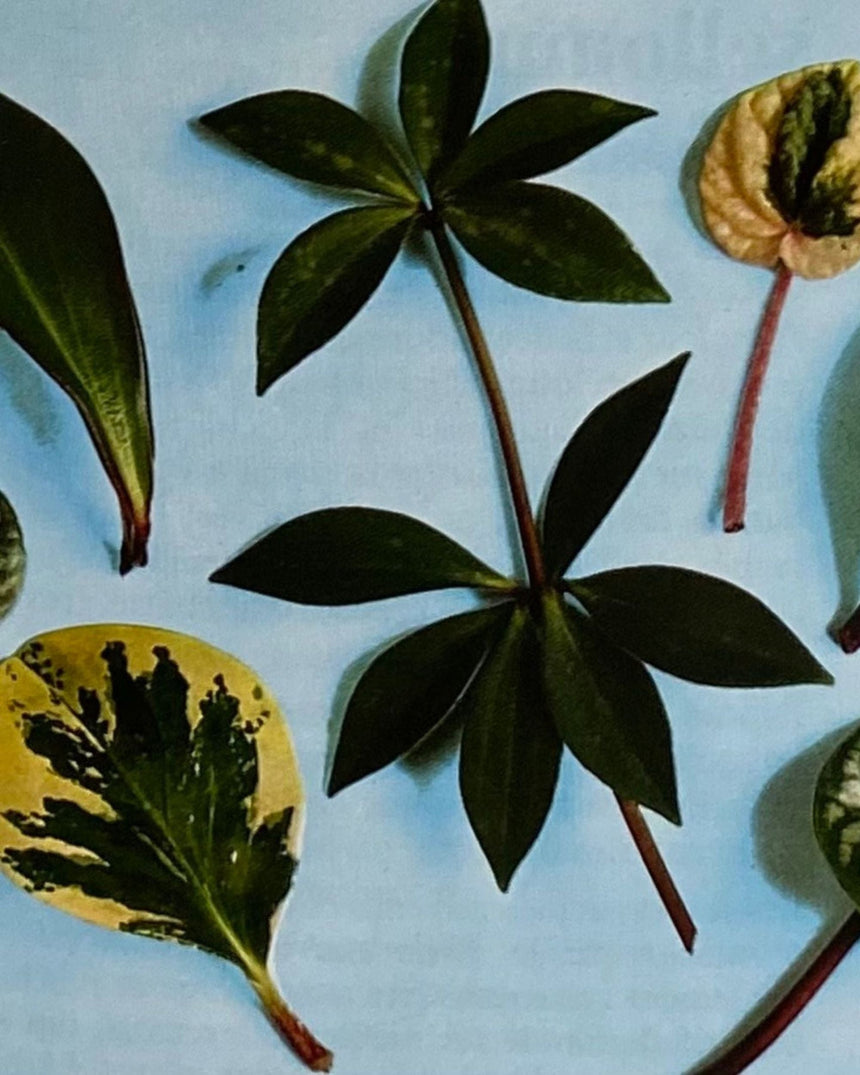 Les Plantes D'Appartement