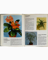 Les Plantes D'Appartement