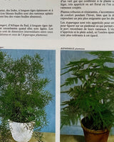 Les Plantes D'Appartement