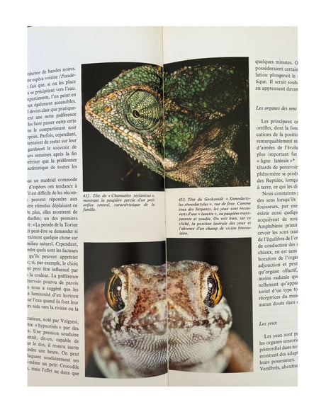 Les Reptiles