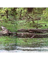 Les Reptiles