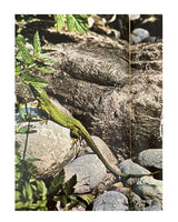Les Reptiles