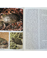 Les Reptiles