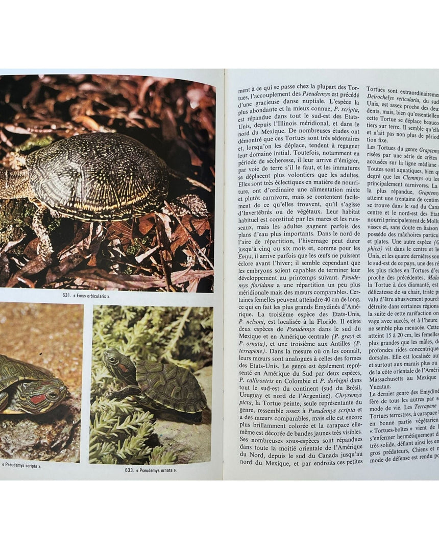 Les Reptiles
