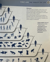 Life on Earth: First Life