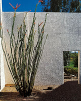 Portfolio of Contemporary Gardens