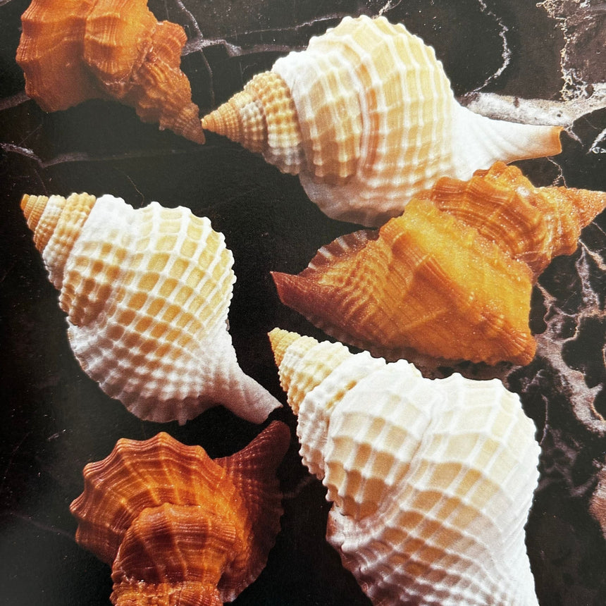 Pestil Books for vitruta Shells: Jewels from the Sea 