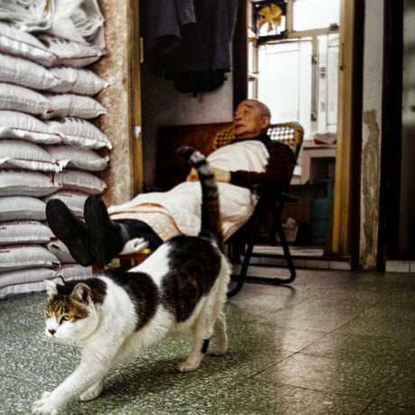 Pestil Books for vitruta Shop Cats of Hong Kong 