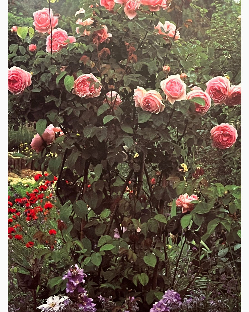 The Book of Roses