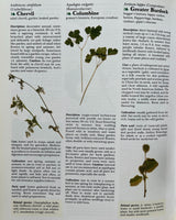The Cook's Encyclopedia of Herbs