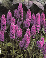 The Flower Garden: A Practical Guide to Planning and Planting