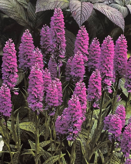 The Flower Garden: A Practical Guide to Planning and Planting