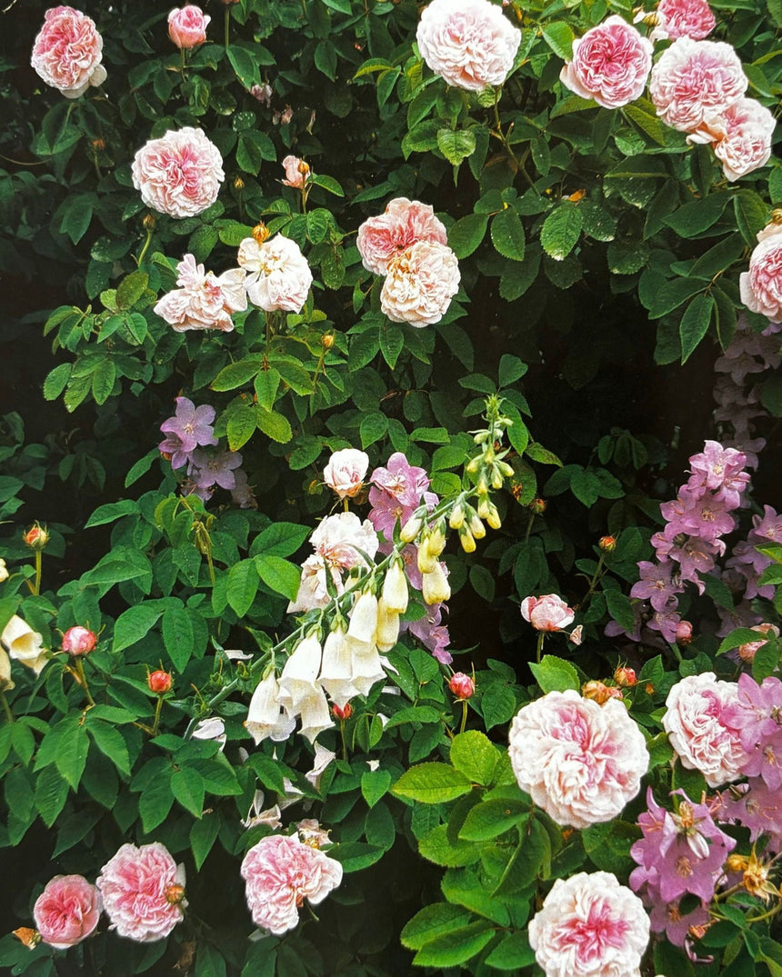 The Flower Garden: A Practical Guide to Planning and Planting