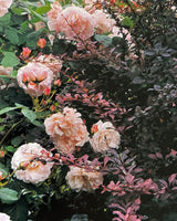 The Flower Garden: A Practical Guide to Planning and Planting