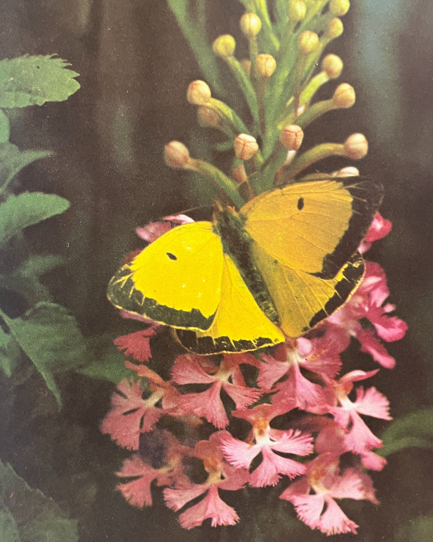 Walt Disney's World of Nature