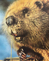 Walt Disney's World of Nature