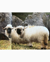 Pestil Books for vitruta Zermatt for Gourmets