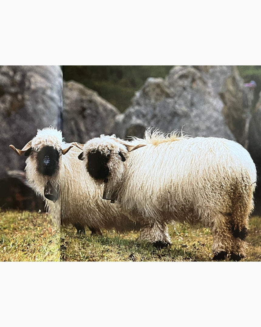 Pestil Books for vitruta Zermatt for Gourmets
